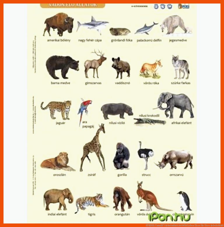 STIEFEL TanulÃ³i Arbeitsblatt A4 Wild Leben Tiere für tiere arbeitsblatt
