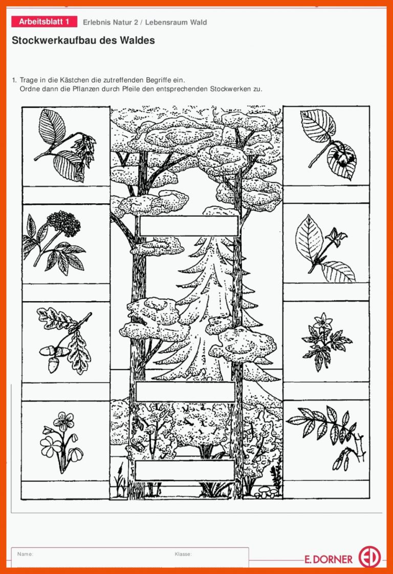 Stockwerkaufbau Des Waldes - Pdf ganzes Stockwerke Des Waldes ... für stockwerke des waldes arbeitsblatt lösungen