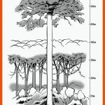 Stockwerkbau Des Regenwaldes â Vielfalt Auf Mehreren Ebenen Fuer Stockwerkbau Regenwald Arbeitsblatt