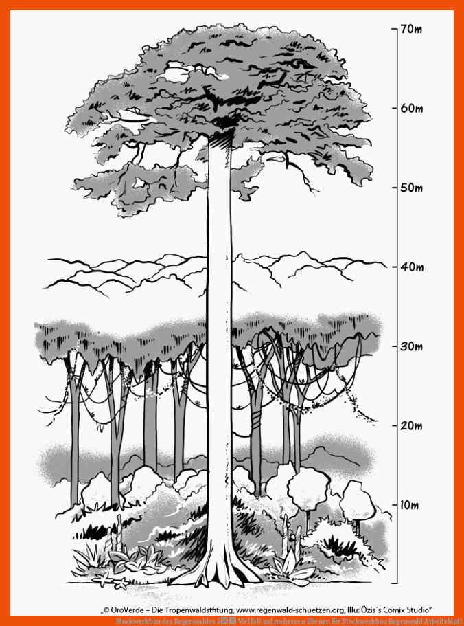 Stockwerkbau des Regenwaldes â Vielfalt auf mehreren Ebenen für stockwerkbau regenwald arbeitsblatt