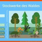 Stockwerke Des Waldes â¢ Schichten Des Waldes Â· [mit Video] Fuer Stockwerke Des Waldes Arbeitsblatt Klett