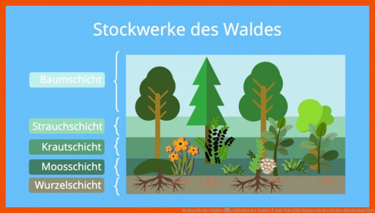 Stockwerke Des Waldes â¢ Schichten Des Waldes Â· [mit Video] Fuer Stockwerke Des Waldes Arbeitsblatt Klett