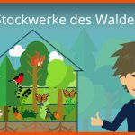Stockwerke Des Waldes Fuer Funktionen Des Waldes Arbeitsblatt