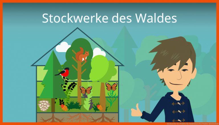Stockwerke Des Waldes Fuer Funktionen Des Waldes Arbeitsblatt