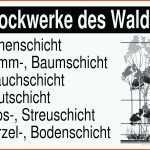 Stockwerke Des Waldes Gratis Biologie-lernplakat Wissens-poster ... Fuer Stockwerke Des Waldes Arbeitsblatt