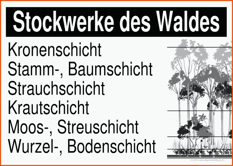 Stockwerke des Waldes | gratis Biologie-Lernplakat Wissens-Poster ... für stockwerke des waldes arbeitsblatt