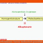 StÃ¶rungen Des Phenylalanin-tyrosin-stoffwechsels Gesundheit.de Fuer Stoffwechselwege Im überblick Arbeitsblatt