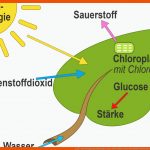 Stoff- Und Energieumwandlungen In Der Zelle Online Lernen Fuer Stoffwechselwege Im überblick Arbeitsblatt