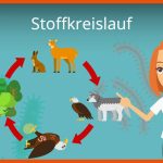 Stoffkreislauf Fuer Stoffkreislauf Im See Arbeitsblatt