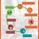 Stoffkreislauf Im Ãkosystem Wald - Infografik Auf Brennpunkt Wald Fuer Stoffkreislauf Im Wald Arbeitsblatt