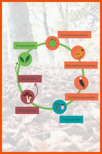 11 Stoffkreislauf Im Wald Arbeitsblatt