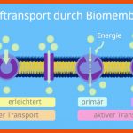 Stofftransport Durch Biomembran â¢ Einfach ErklÃ¤rt Â· [mit Video] Fuer Stofftransport Durch Biomembran Arbeitsblatt
