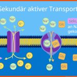 Stofftransport Durch Biomembran â¢ Einfach ErklÃ¤rt Â· [mit Video] Fuer Stofftransport Durch Biomembran Arbeitsblatt