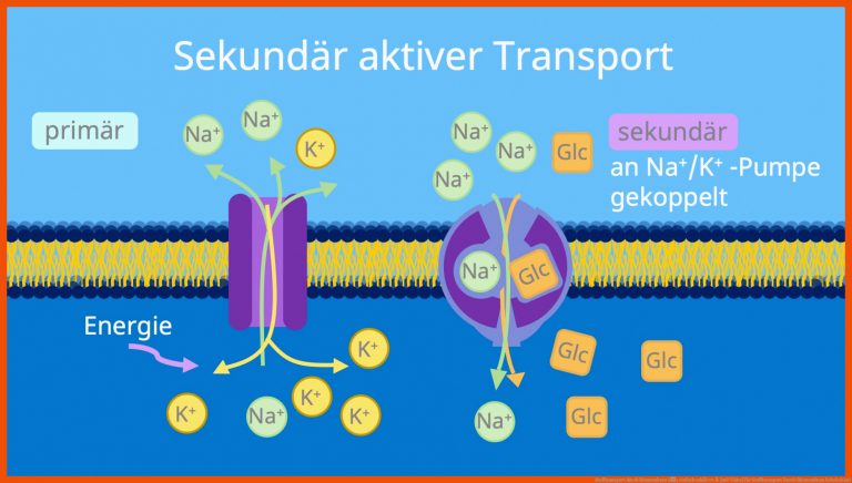 Stofftransport durch Biomembran â¢ einfach erklÃ¤rt Â· [mit Video] für stofftransport durch biomembran arbeitsblatt