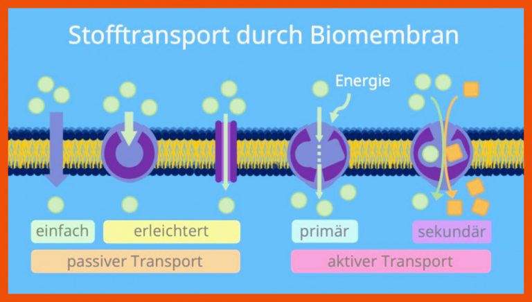Stofftransport durch Biomembran â¢ einfach erklÃ¤rt Â· [mit Video] für stofftransport durch biomembran arbeitsblatt