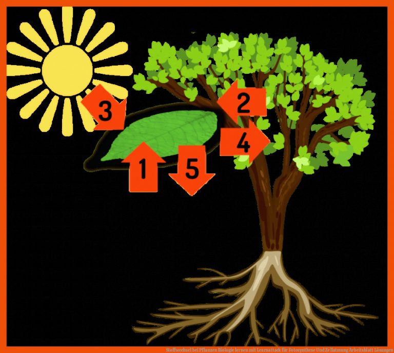 Stoffwechsel bei Pflanzen | Biologie lernen mit Learnattack für fotosynthese und zellatmung arbeitsblatt lösungen