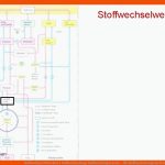 Stoffwechsel M Kresken 1 Stoffwechselwege Stoffwechselprozesse ... Fuer Stoffwechselwege Im überblick Arbeitsblatt