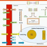 Stoffwechsel - Seite 2 Von 2 - Update Fitness Ag Fuer Stoffwechselwege Im überblick Arbeitsblatt