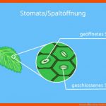 Stomata â¢ Aufbau, Funktion Â· [mit Video] Fuer Spaltöffnungen Arbeitsblatt