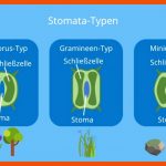 Stomata â¢ Aufbau, Funktion Â· [mit Video] Fuer Spaltöffnungen Arbeitsblatt