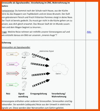 12 Reiz Reaktions Kette Arbeitsblatt