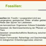 Sv1: Bedeutung Der Fossilien FÃ¼r Die Evolutionstheorie - Ppt Video ... Fuer Fossilien Arbeitsblatt