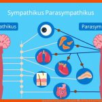 Sympathikus Parasympathikus Vergleich â¢ Mit Tabelle Â· [mit Video] Fuer Das Vegetative Nervensystem Arbeitsblatt