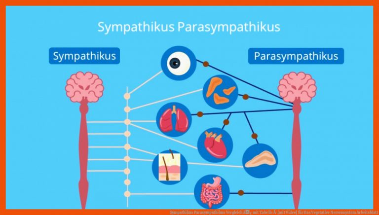 Sympathikus Parasympathikus Vergleich â¢ mit Tabelle Â· [mit Video] für das vegetative nervensystem arbeitsblatt