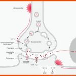Synapse - Doccheck Flexikon Fuer Erregungsübertragung An Der Synapse Arbeitsblatt