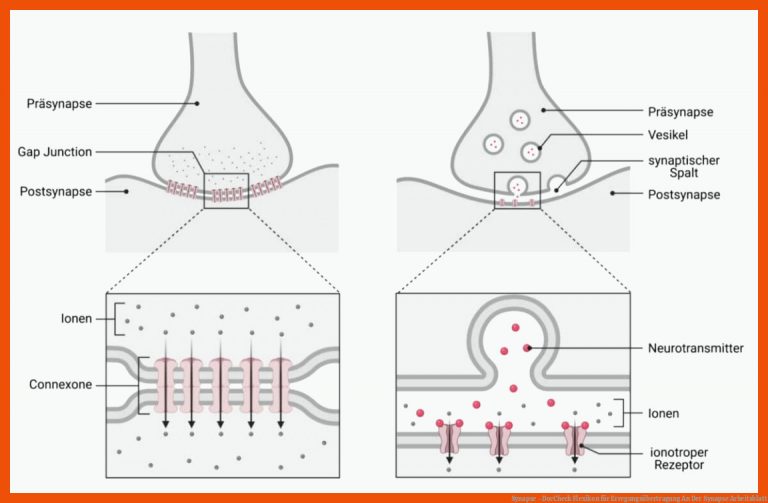 Synapse - DocCheck Flexikon für erregungsübertragung an der synapse arbeitsblatt