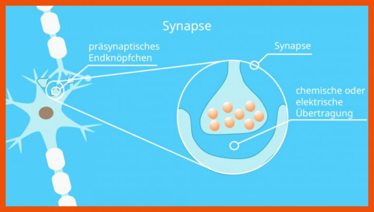 Synapse â¢ Definition, Funktion Und Aufbau Â· [mit Video] Fuer Arbeitsblatt Synapse Beschriften