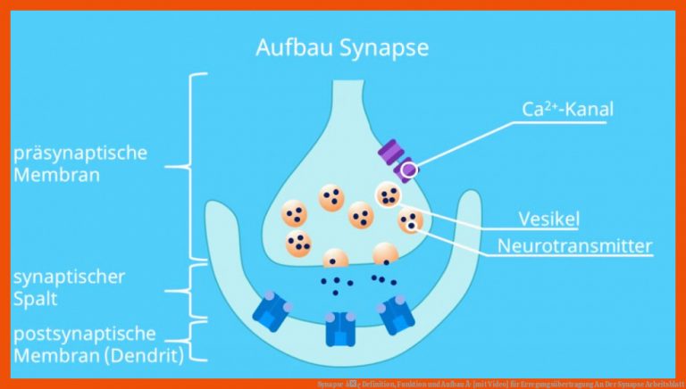 Synapse â¢ Definition, Funktion und Aufbau Â· [mit Video] für erregungsübertragung an der synapse arbeitsblatt