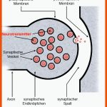 Synapse Fuer Erregungsübertragung An Der Synapse Arbeitsblatt