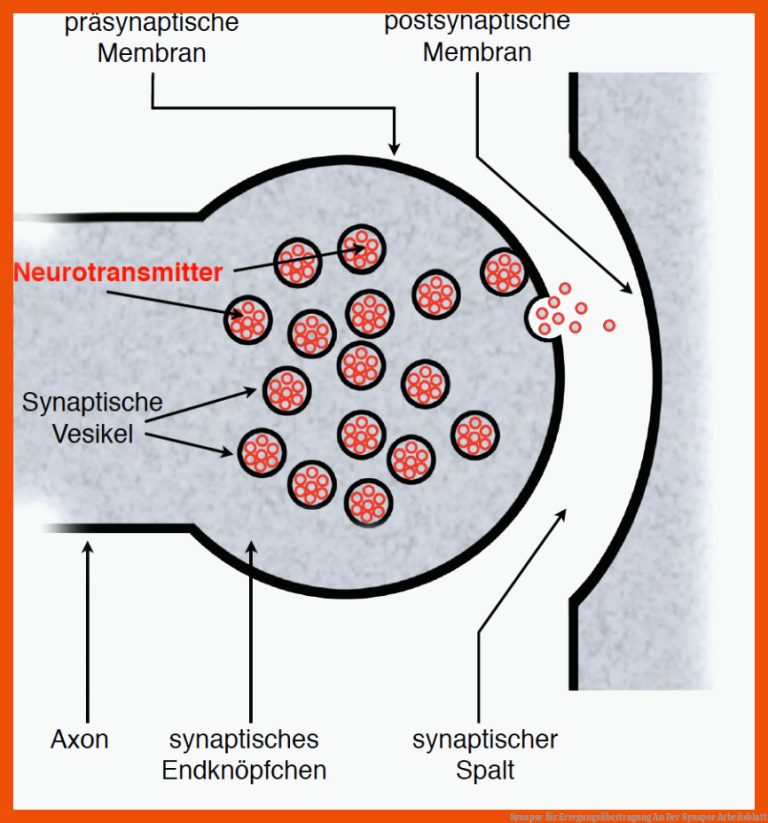 Synapse für erregungsübertragung an der synapse arbeitsblatt