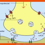 Synapsen - Aufbau Und Die Funktion Der Reizweiterleitung Einfach ... Fuer Synapse Arbeitsblatt