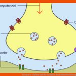 Synapsen - Aufbau Und Die Funktion Der Reizweiterleitung Einfach ... Fuer Synapsengifte Arbeitsblatt