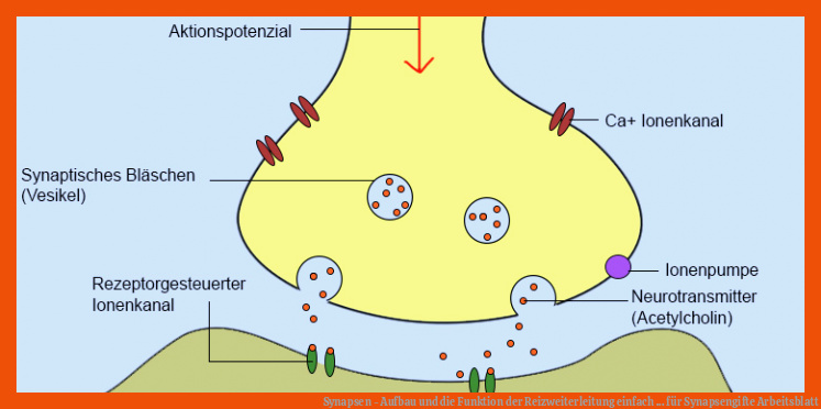 Synapsen - Aufbau und die Funktion der Reizweiterleitung einfach ... für synapsengifte arbeitsblatt