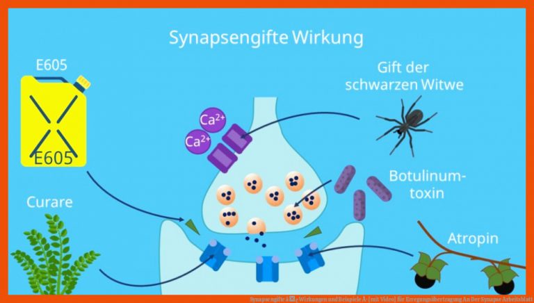 Synapsengifte â¢ Wirkungen und Beispiele Â· [mit Video] für erregungsübertragung an der synapse arbeitsblatt