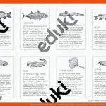 Systematik Der Fische - Text Und Kooperative Lernmethode Fuer Arbeitsblatt Aufbau Fisch Klasse 5