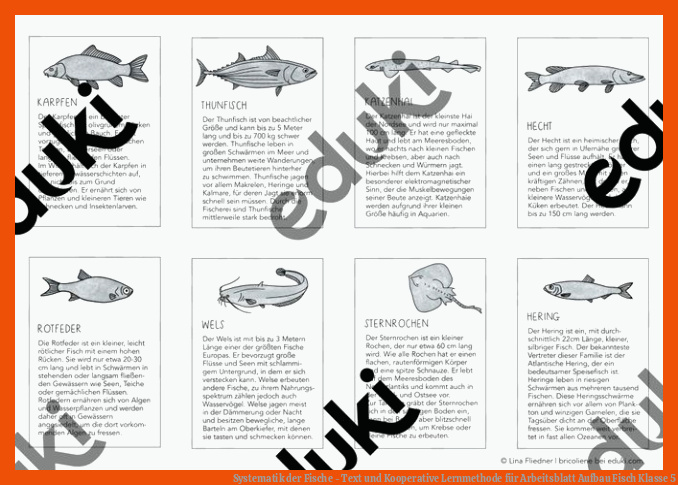 Systematik der Fische - Text und Kooperative Lernmethode für arbeitsblatt aufbau fisch klasse 5