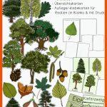 Tafelmaterial Heimische BÃ¤ume - LaubbÃ¤ume & NadelbÃ¤ume, Bild ... Fuer Nadelbäume Bestimmen Arbeitsblatt