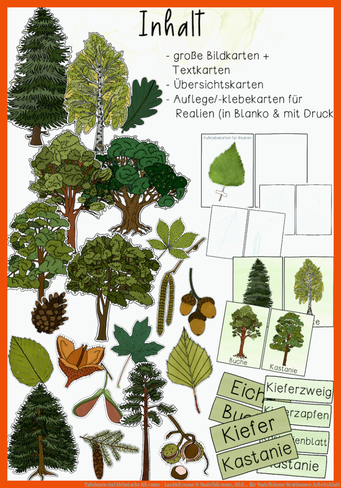 Tafelmaterial Heimische BÃ¤ume - LaubbÃ¤ume & NadelbÃ¤ume, Bild ... für nadelbäume bestimmen arbeitsblatt