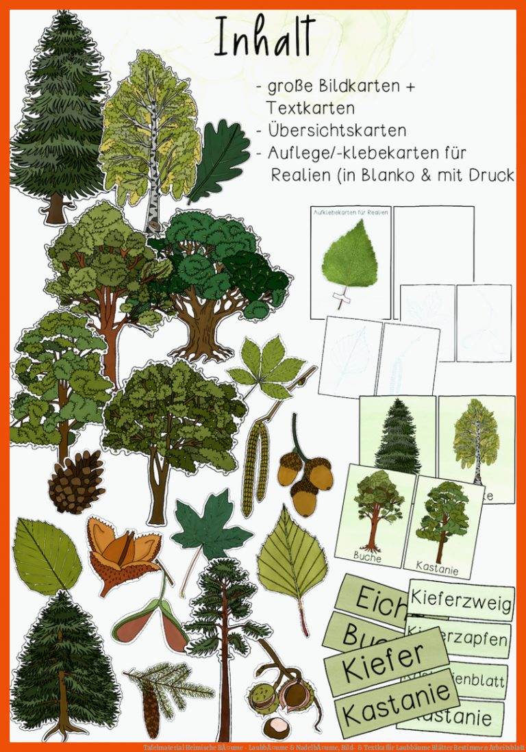 Tafelmaterial Heimische BÃ¤ume - LaubbÃ¤ume & NadelbÃ¤ume, Bild- & Textka Fuer Laubbäume Blätter Bestimmen Arbeitsblatt
