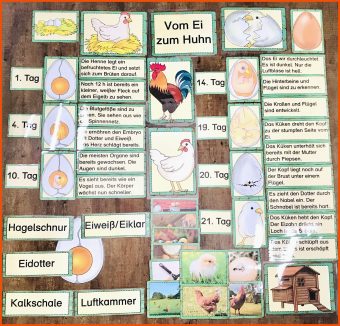 20 Vom Ei Zum Küken Arbeitsblatt Kindergarten