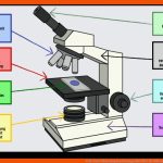 Teile Einer MikroskopmarkierungsaktivitÃ¤t Fuer Mikroskop Aufbau Und Funktion Arbeitsblatt