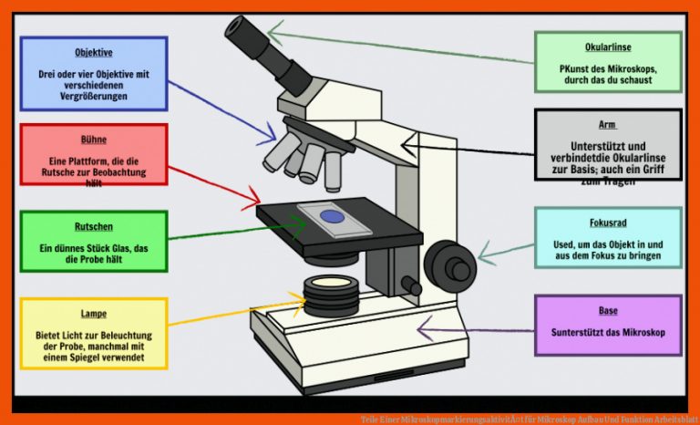 Teile Einer MikroskopmarkierungsaktivitÃ¤t für mikroskop aufbau und funktion arbeitsblatt