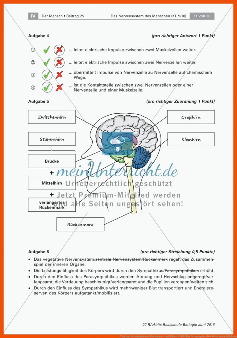Test zum Nervensystem des Menschen - meinUnterricht für das nervensystem des menschen arbeitsblatt