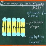 The Biomembrane - From Lipid Bilayer to the Fluid-mosaic Model ... Fuer Kohlenhydrate Im überblick Arbeitsblatt Klett Lösungen