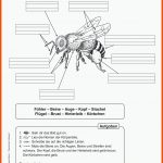 Themenheft Bienen: 1./2. Klasse (themenhefte) : Zabori, Teresa ... Fuer Beine Insekten Arbeitsblatt