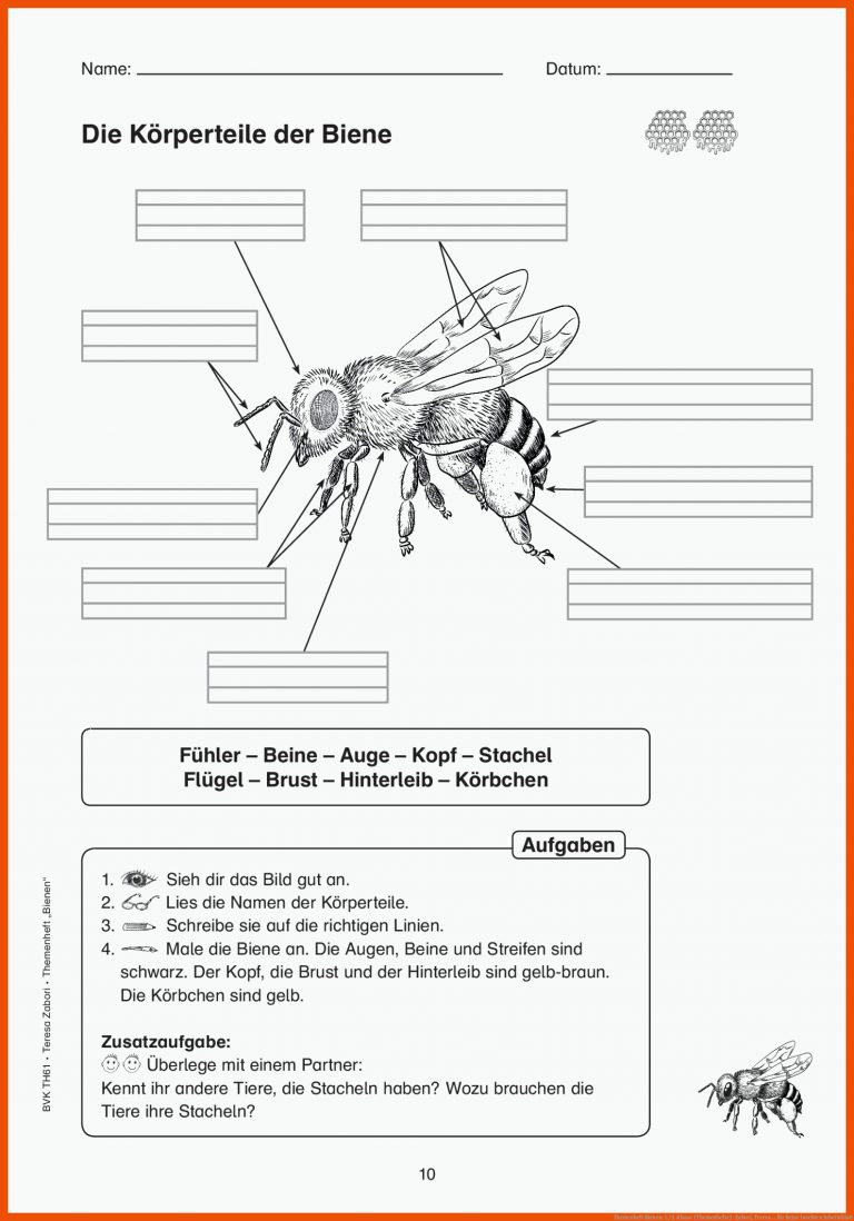 Themenheft Bienen: 1./2. Klasse (Themenhefte) : Zabori, Teresa ... für beine insekten arbeitsblatt
